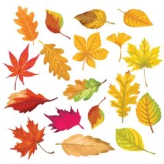 Foto op Canvas autumn color leaves isolate on white background. vector illustration © nnnnae