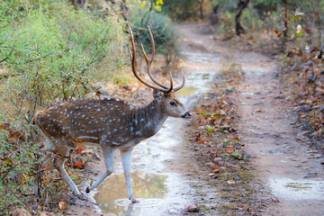 Spotted deer stag in the Ranthambore National Park in India