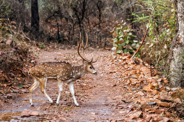 Naklejka na ściany i meble Spotted deer stag in the Ranthambore National Park in India