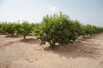 Fototapeta premium Planting persimmon trees in the summer sun in the field.