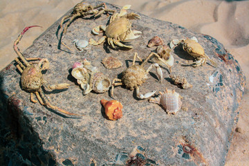 skeletons of crabs and shells gathered on the beaches under the hot sun. Cockleshells and crabs lie on a large stone
