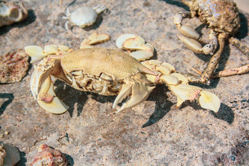 A large crab dried under the sun with big claws and seashells lying around on the stone