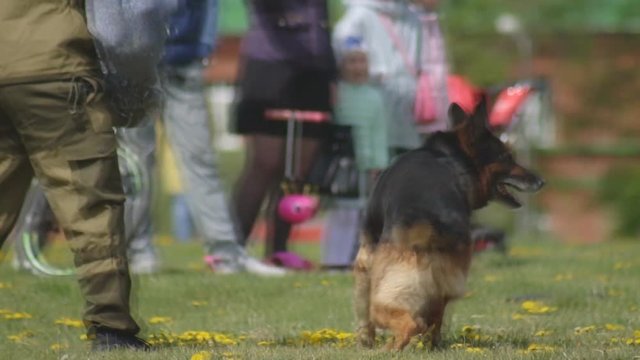 Dog show demonstration with cleverly trained shepherd dogs, dogs attack the hand of a canine specialist, slow motion, dog-breeding