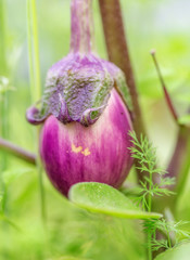 Young eggplant grows on a branch in a greenhouse, lilac.