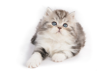 Beautiful fluffy blue-eyed kitten on a white background