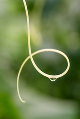 Mustache cucumber in a greenhouse with a drop of water.