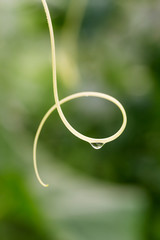 Mustache cucumber in a greenhouse with a drop of water.