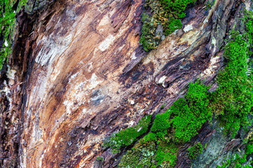 The structure of an old tree, weathered.