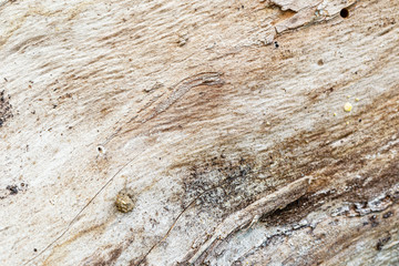 The surface of an old tree is an apple tree.