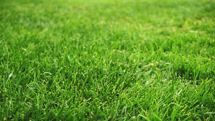 Green Grass Background