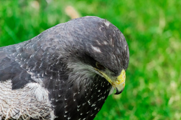 a peregrine falcon perched is its host, surrounded by grass