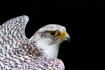 a peregrine falcon perched is its host, surrounded by grass