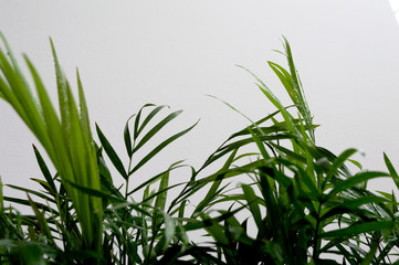 Neanthe bella palm (Chamaedorea elegans) leaves with water drops on white background
