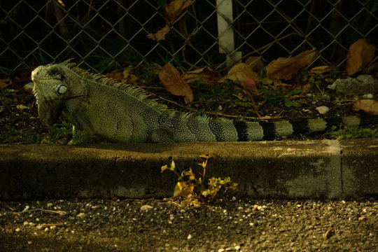 iguan