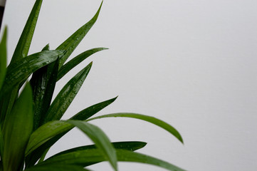 Close-up of golden cane palm (Dypsis lutescens) leaves with water drops on white background