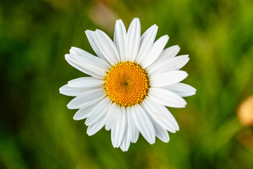 Fototapeta premium Closeup Margaritten vor grüner Blumenwiese