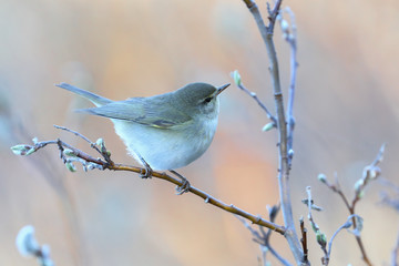 Willow Warbler