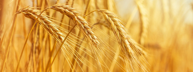 Rural landscape - field common wheat (Triticum aestivum) in the rays of the summer sun, closeup...