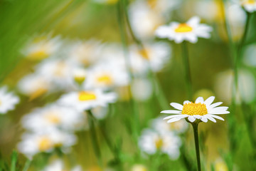 Сhamomile (Matricaria recutita), blooming plants in the spring meadow on a sunny day, closeup with space for text