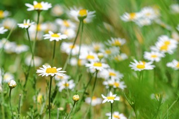 Сhamomile (Matricaria recutita), blooming plants in the spring meadow on a sunny day, closeup