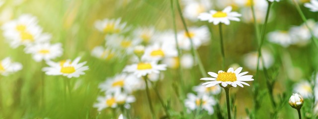 Fototapeta premium Сhamomile (Matricaria recutita), blooming plants in the spring meadow on a sunny day, closeup with space for text