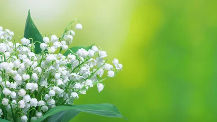 Tragetasche Maiglöckchen (Convallaria majalis), blühende Frühlingsblumen, Nahaufnahme mit Platz für Text. Frühlingshintergrund, Fahne. © rustamank
