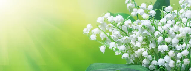 Poster Lily of the valley (Convallaria majalis), blooming spring flowers, closeup with space for text © rustamank
