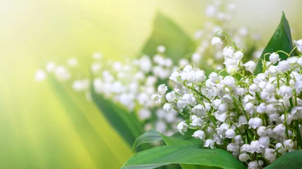 Zelfklevend Fotobehang Lily of the valley (Convallaria majalis), blooming spring flowers, closeup with space for text © rustamank