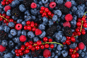 Blackberry, raspberry, blueberry,  red currant and mint background.