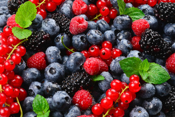 Blackberry, raspberry, blueberry,  red currant and mint background.