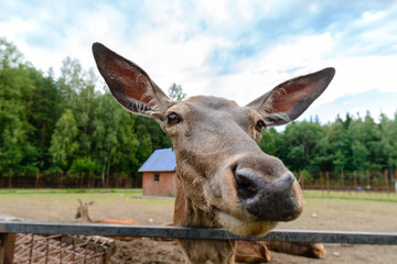 The eyes of a deer on soft background. Dama dama