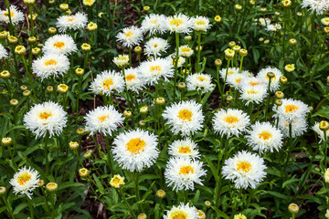 Leucanthemum x superbum 'Becky' a spring summer flowering plant commonly known as Shasta daisy
