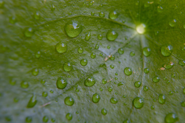 Close-up of chinese money plant (Pilea peperomioides) leaves with water drops