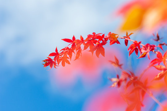 青空と明るい紅葉