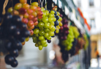 Bunches of green and blue grapes in the vineyard at sunset. festival of grapes