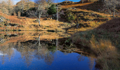 autumn trees reflecting in the still water cumbria lake district england