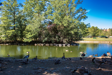 Ann Morrison Park Geese