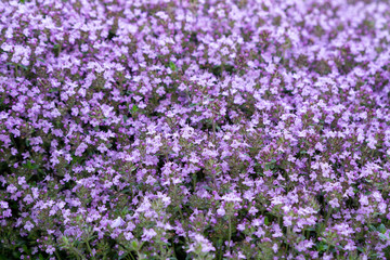 Groundcover blooming purple flowers thyme serpyllum on a bed in the garden, soft selective focus