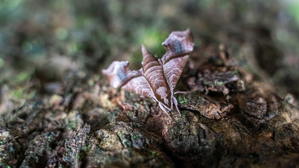 Brown Moth On Dried Tree Bark