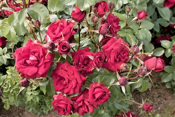 Petergof, Russia, July 2019. A bush of blooming red roses on a lawn close-up.