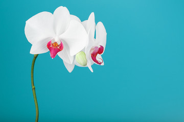 Tropical white Orchid on a blue background. Free space, Copy-Space