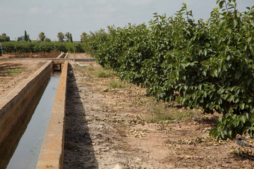 Obraz premium Irrigation system by ditches in the agricultural field