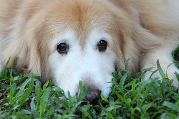 Portrait of a Golden Retriever dog.