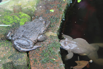 Frogs live beside the pond.