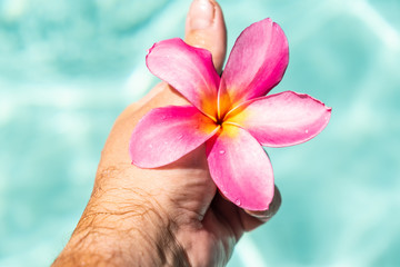 mans hand holds frangipani flower floating in clear blue water, with copy space.