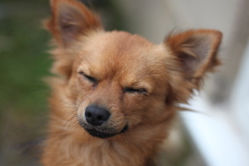 dog long haired chihuahua