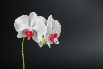 Tropical white Orchid on a black background. Free space, Copy-Space