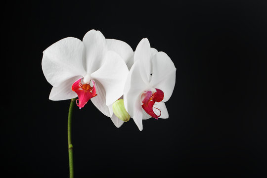 Tropical white Orchid on a black background. Free space, Copy-Space