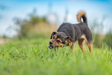 A stray dog walks in the grass. With photographed close up.