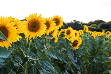 Obraz premium Sunflower field in summer agriculture. Yellow sunflowers.